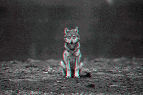 Wolf Boo GIF