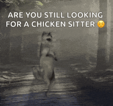 Wolf Dance Dance Wolf GIF
