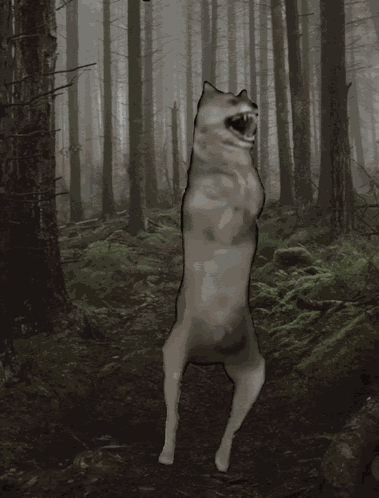 Wolf Dance GIF