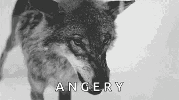 Wolf Growl GIF