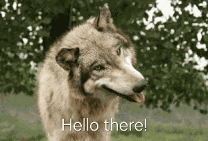Wolf Hello There Meme
