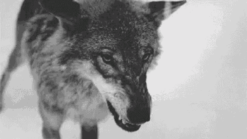 Wolf My Reaction To That Information GIF