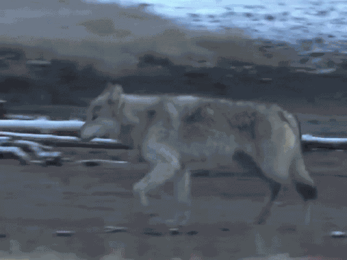 Wolf Northwestern Wolf GIF