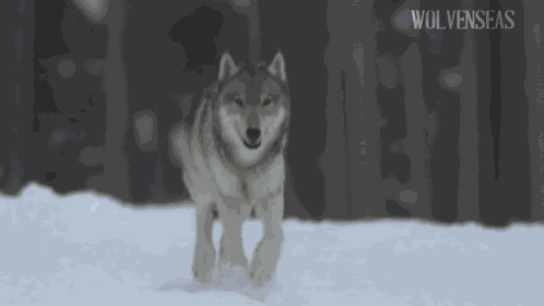 Wolf Northwestern Wolf GIF