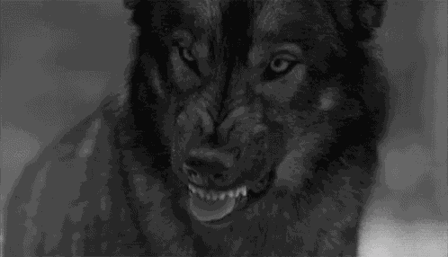 Wolf Wolf Kiss GIF