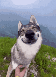 Wolf Wolf Pack GIF