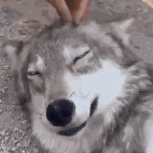 Wolf Wolf Pet GIF