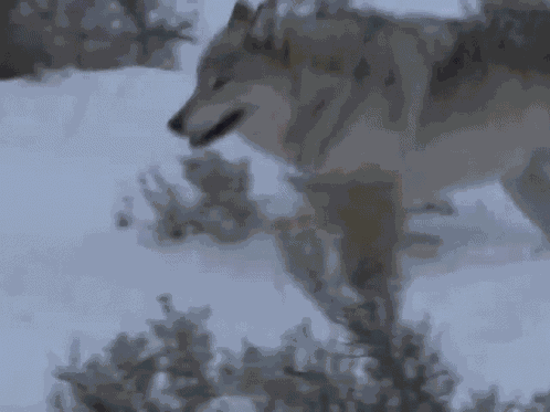 Wolf Wolf Therian GIF