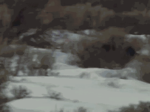 Wolf Wolf Therian GIF