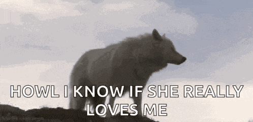 Wolf Wolves GIF