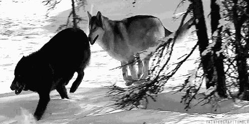 Wolf Wolves GIF