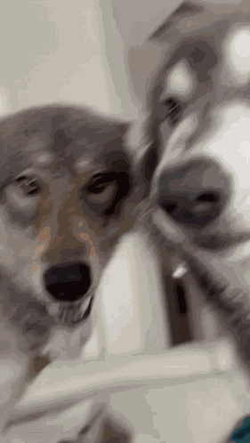 Wolfdog GIF