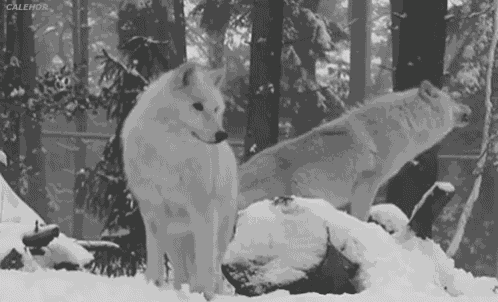 Wolves Howl GIF