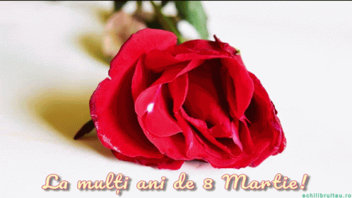 Women Day Mothers Day GIF