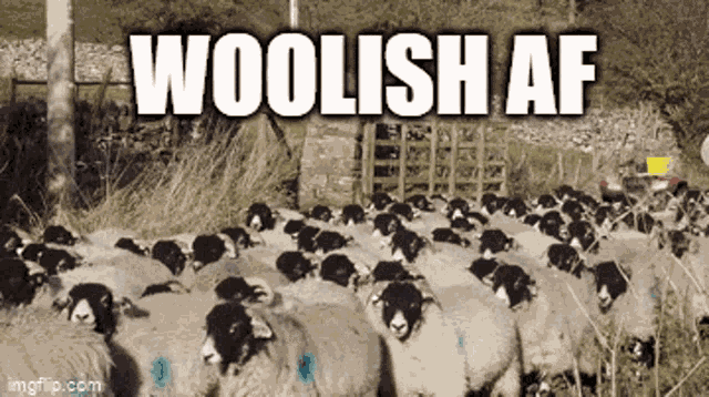 Woolish Af Woolish GIF