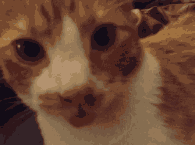 Woot Cat GIF