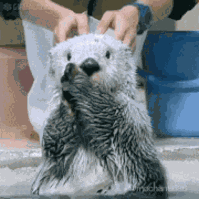 Wow Sea Otter GIF