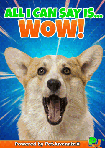 Wow Woww Bow Chicka Wow Wow Petjuvenate Dog Pup Cuddle Corgi Queen Welsh Corgi Funny Cute Holy Cow Really A Thing GIF