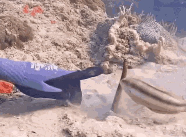 Wrasse Coral City Camera GIF