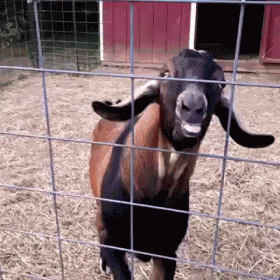 "Wtf Is Wrong With This Goat?" GIF