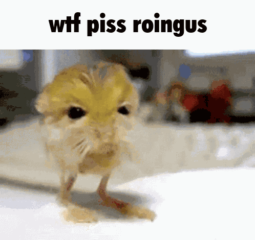 Wtf Piss GIF
