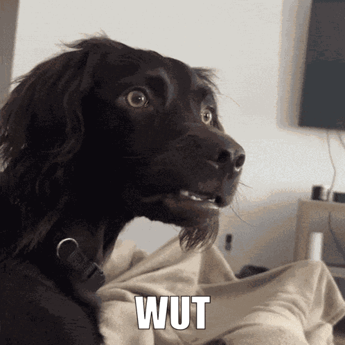 Wut What GIF