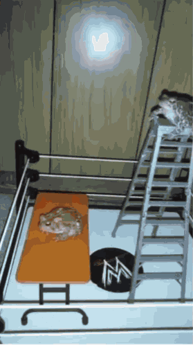 Wwe Frog GIF