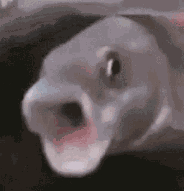 X3 GIF