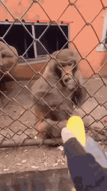 Xiao Bao Xiaobao GIF