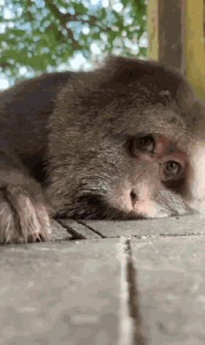 Xing Xing Chill GIF