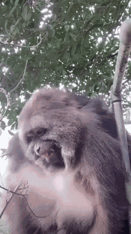 Xingxing Xing Xing GIF