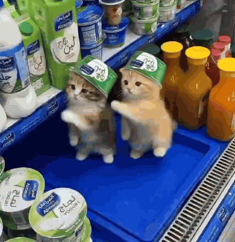 Xiv Cat Brazil GIF