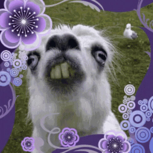 Ya Llama GIF