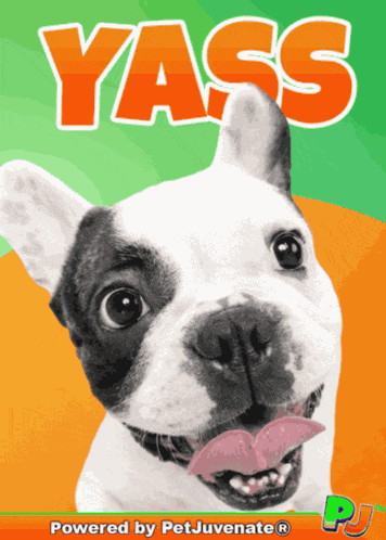 Yass Yes You Bet Definitely Dog Mom Puppers Cuddle Pj Pet Treats Love A You Did What Funny Dog Gif Boop Bork Blep Boof And Hound Dog GIF