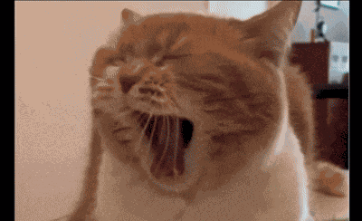 Yawn Cat Explode GIF