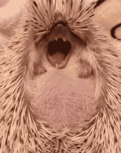 Yawn Hedghog GIF