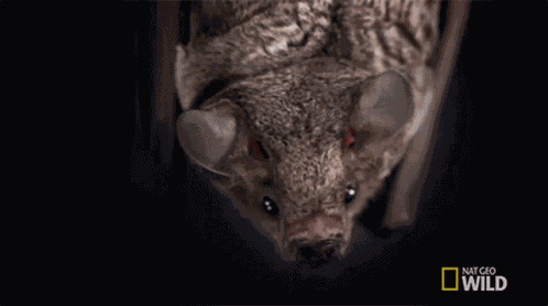 Yawning Lesser Long Nosed Bat GIF