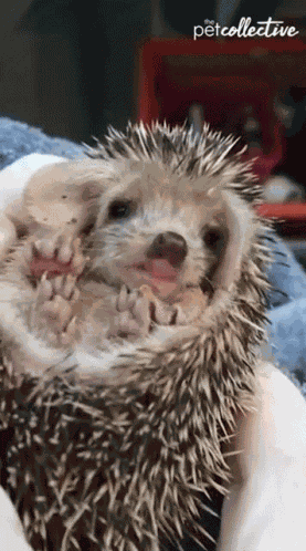 Yawning Sleepy GIF