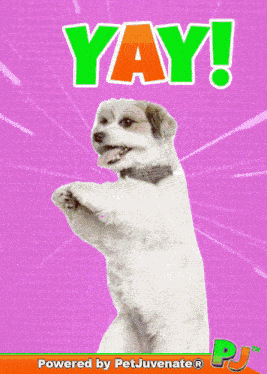 Yay Yayy GIF