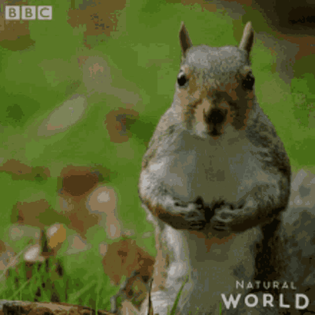 Yeah Squirrel GIF