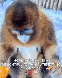 Yeojinburger Monkey GIF