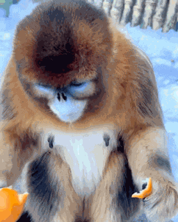 Yeojinburger Monkey GIF