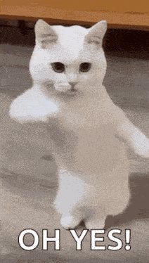 Yess Yes Yes Yes GIF
