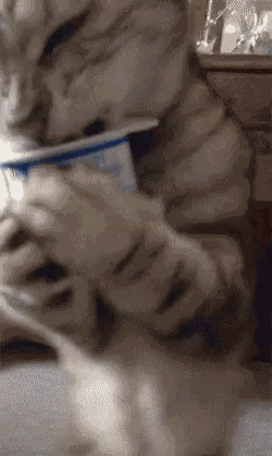 Yogurt Kitten GIF