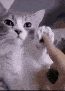 Yoo Cat GIF