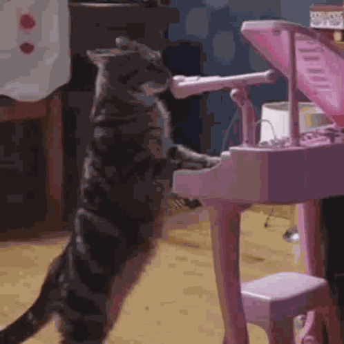 Yoongi Cat Bts Suga GIF