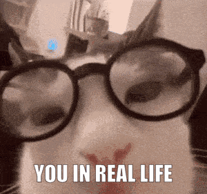 You Irl Smart Cat GIF