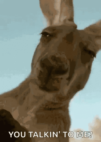 You Talking To Me Kangaroo GIF
