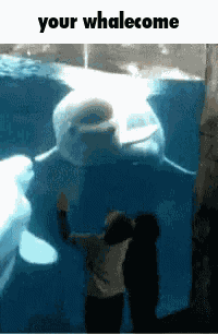 Your Welcome Your Whalecome GIF