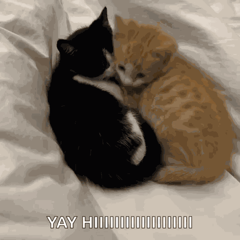 Yourarchivist Black Cat GIF